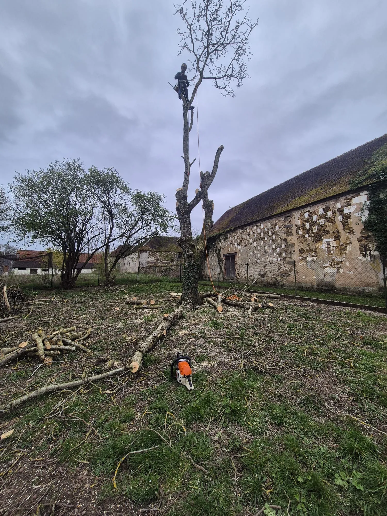 Tronc ébranché et billes de bois rangées au sol devant la grange