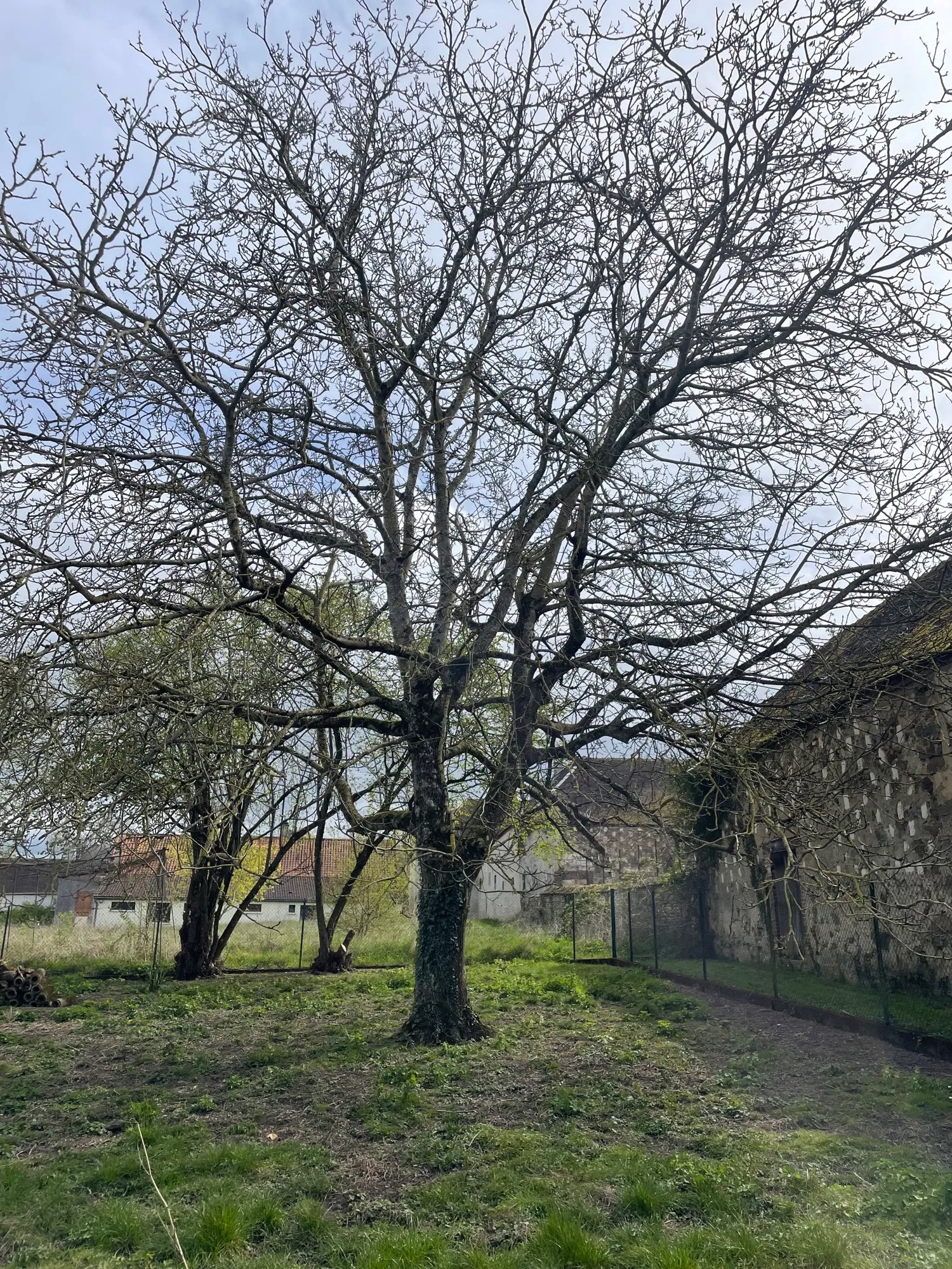 Noyer entier devant une grange en pierre, avant intervention
