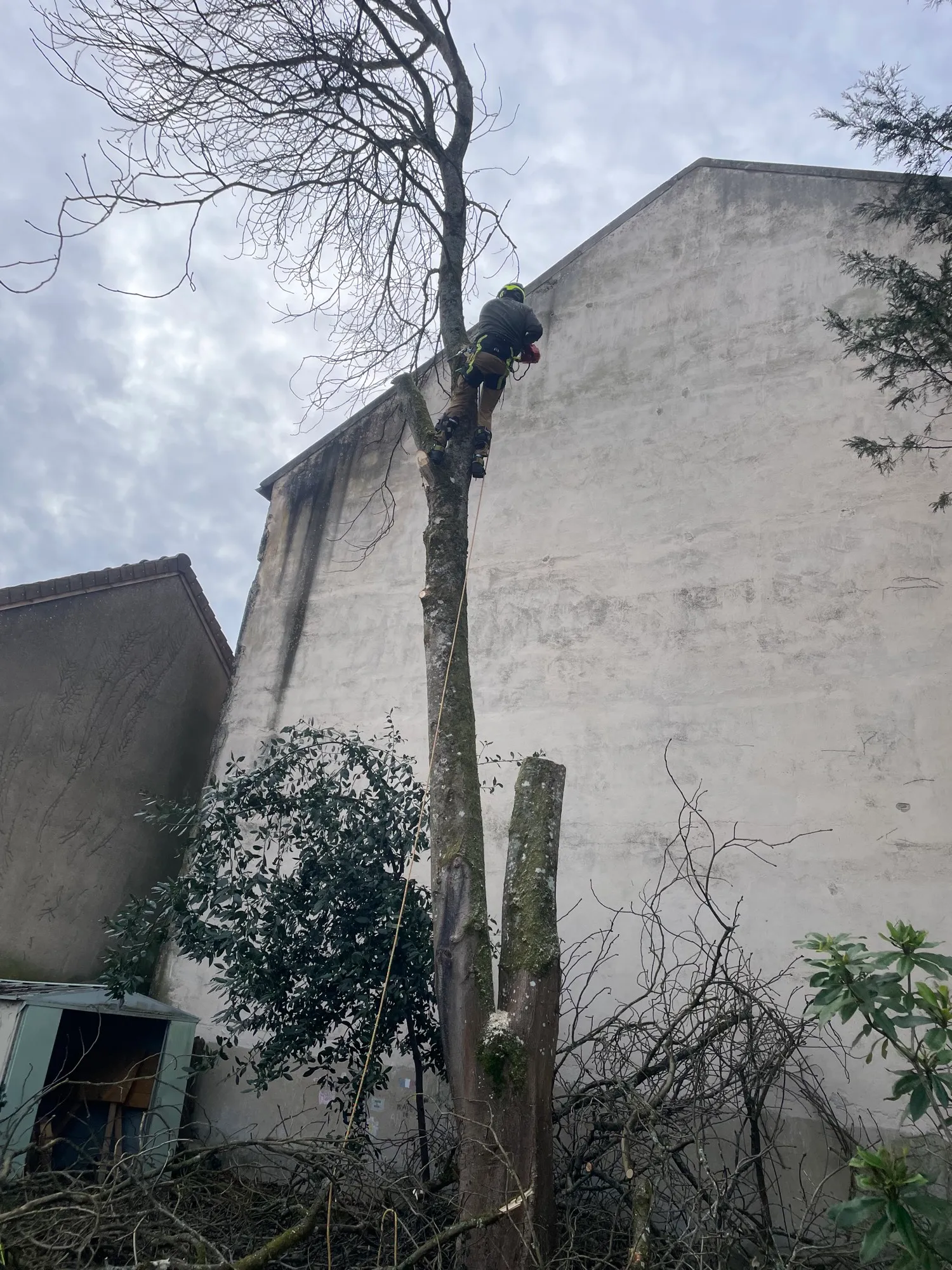 Arbre démonté le long d’un mur pignon, grimpeur en hauteur dans un passage étroit