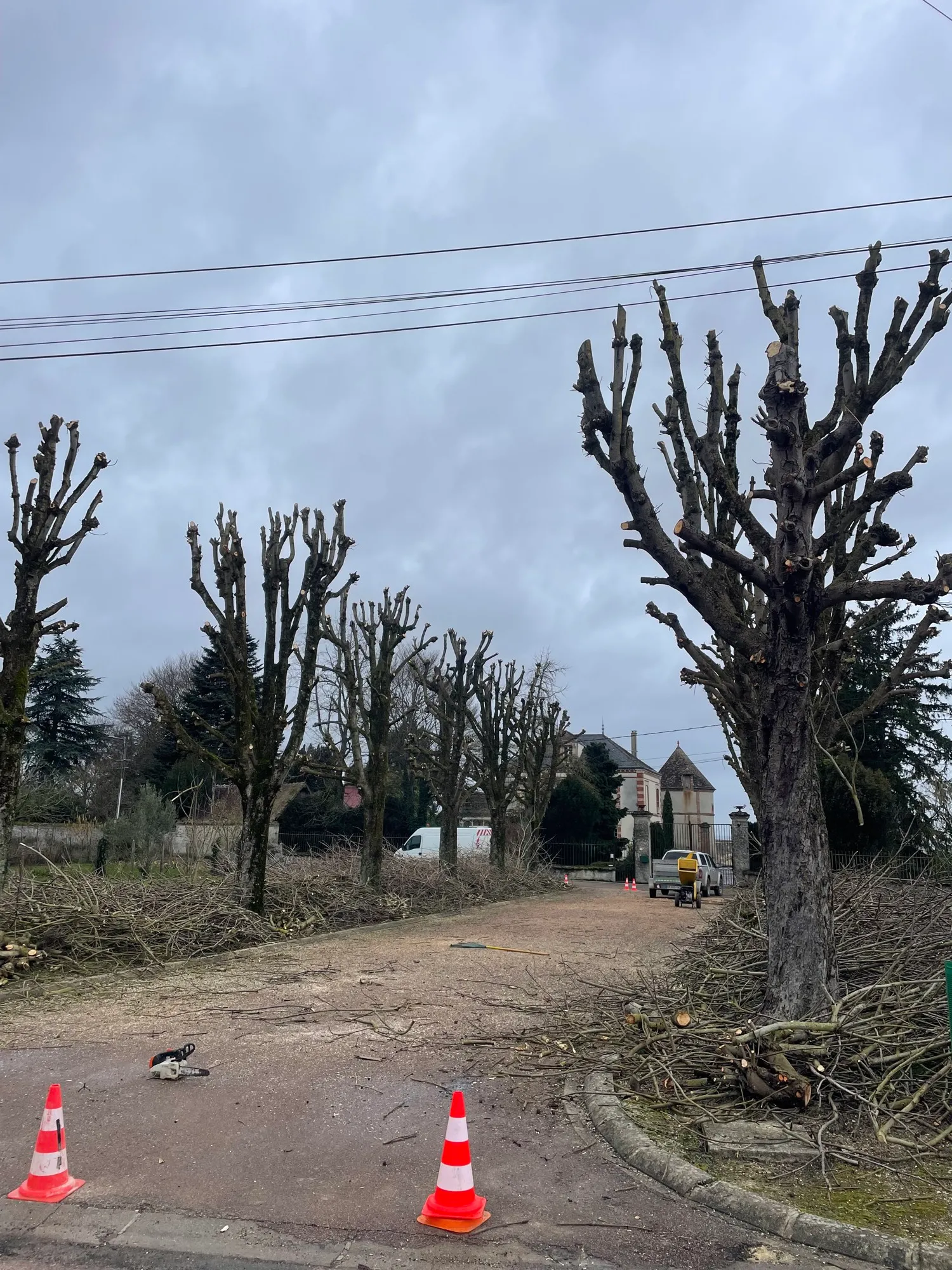 Cônes de signalisation orange en bord de route devant les tilleuls taillés, branches au sol