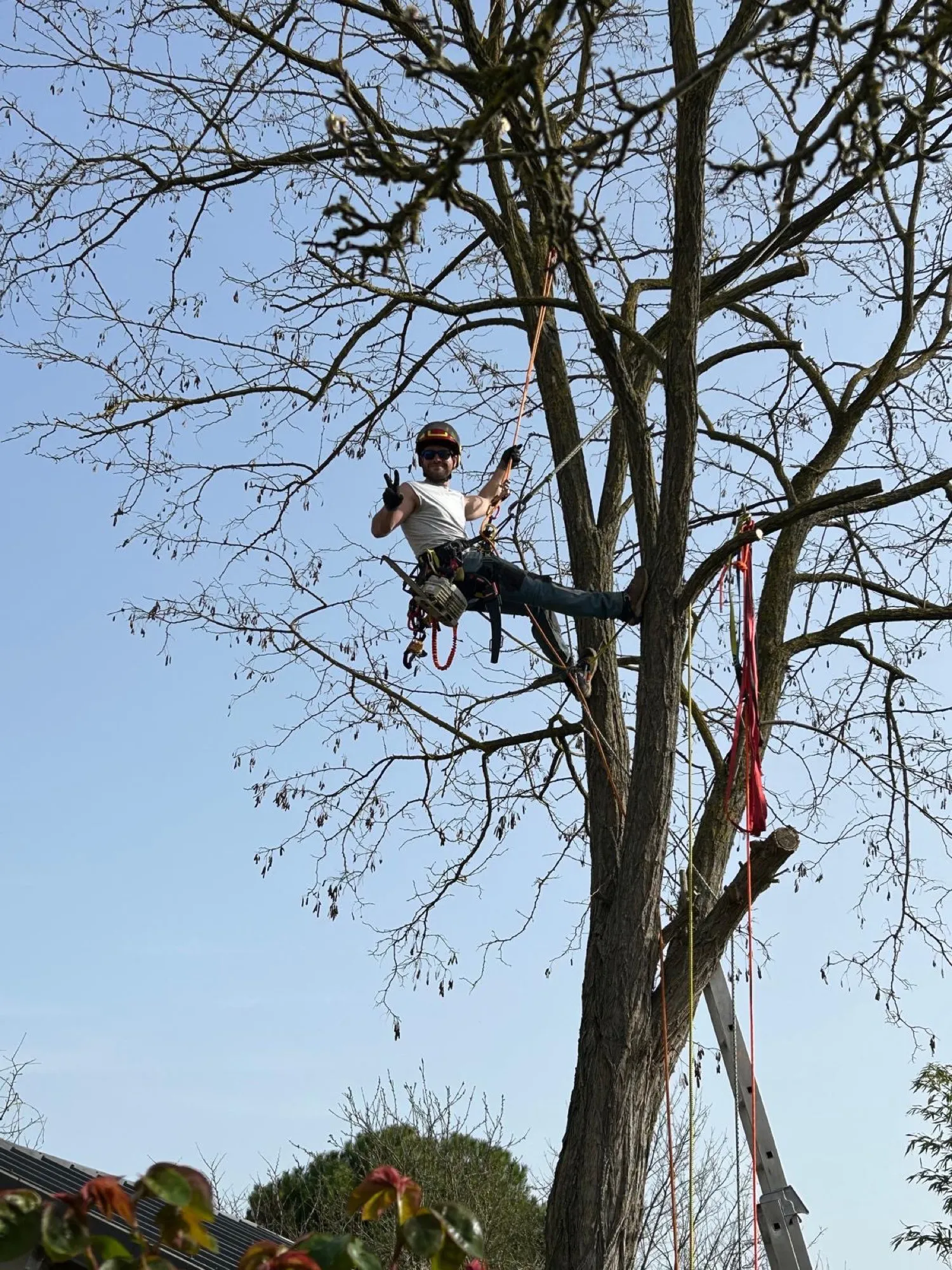 Grimpeur en action dans les branches hautes, tronçonneuse en main, longe rouge tendue