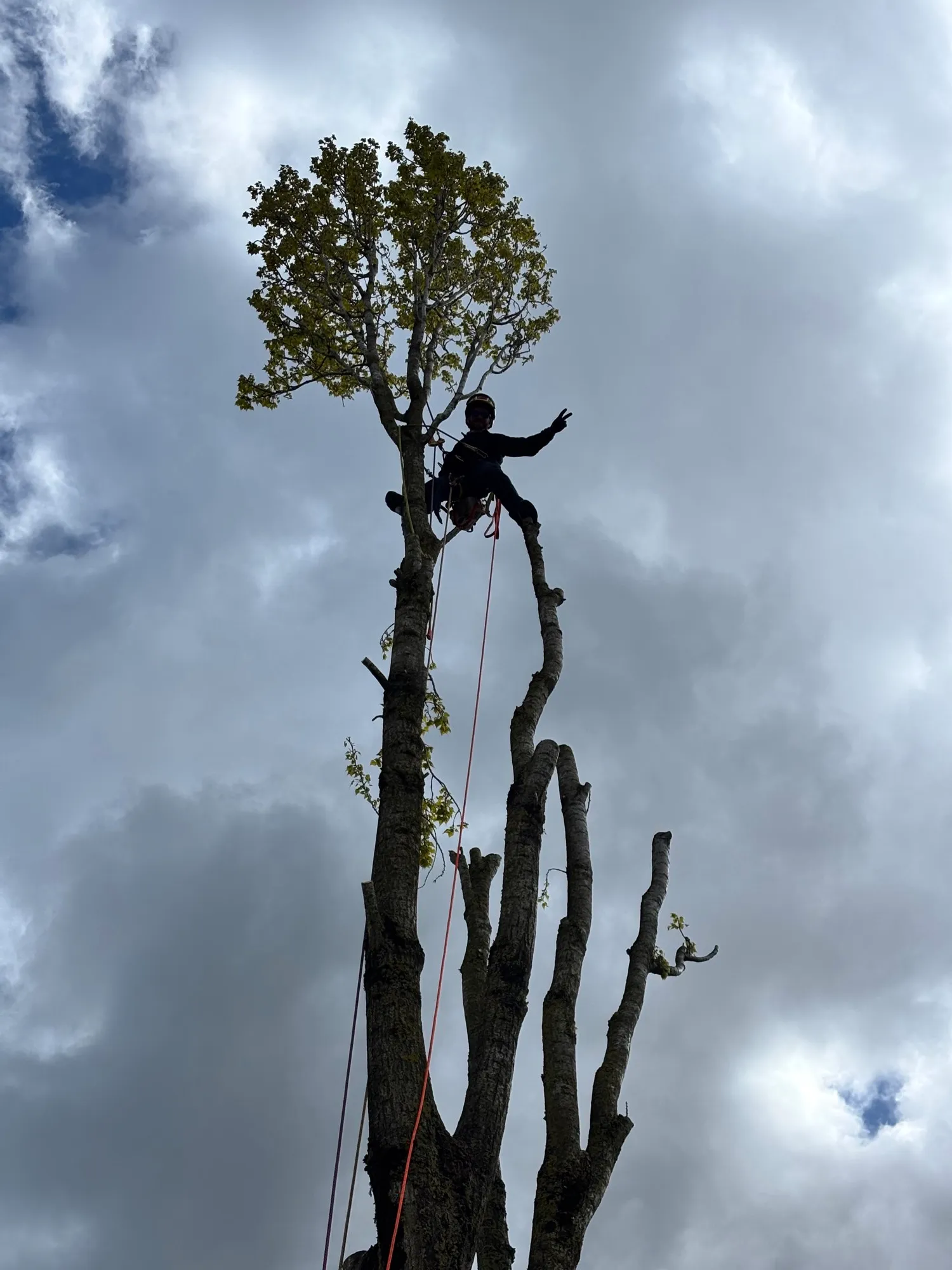 Grimpeur en silhouette au sommet d’un tronc écimé, ciel nuageux