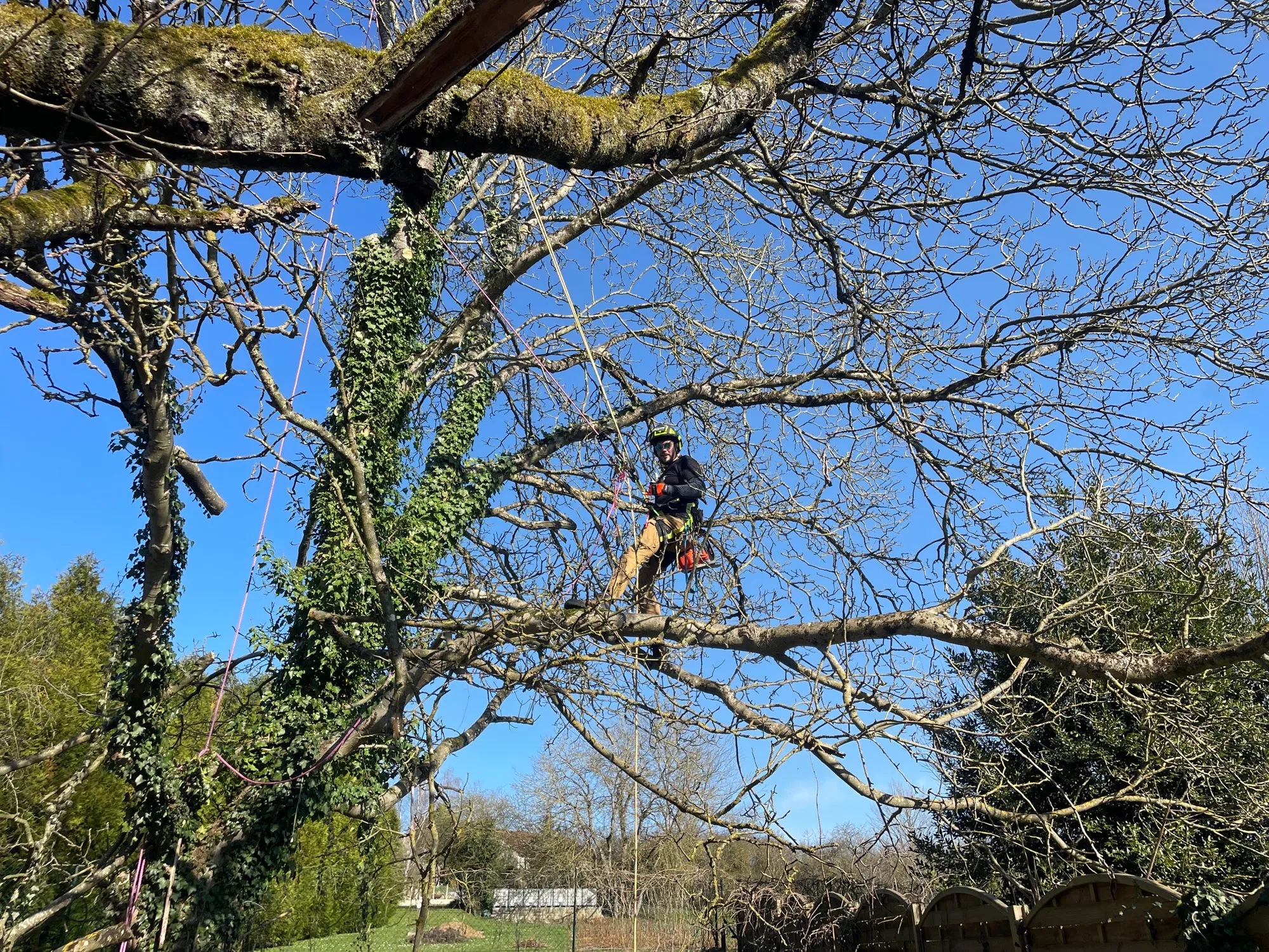 Grimpeur progressant dans les charpentières d’un grand arbre, ciel dégagé