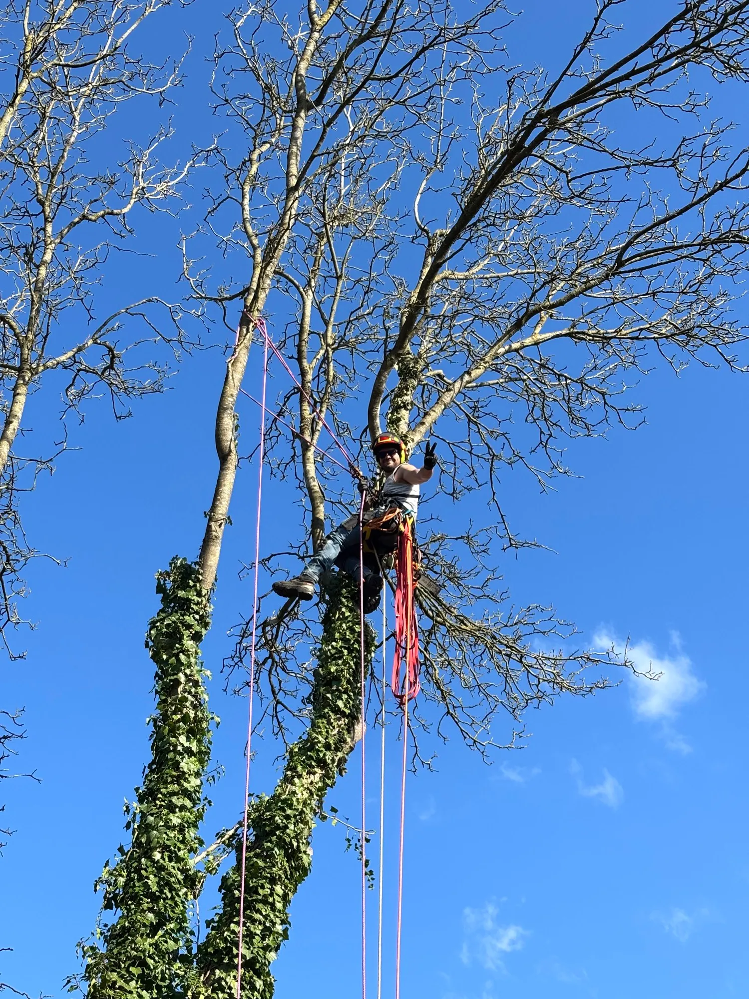 Grimpeur encordé en position dans la cime, tronçonneuse à la ceinture